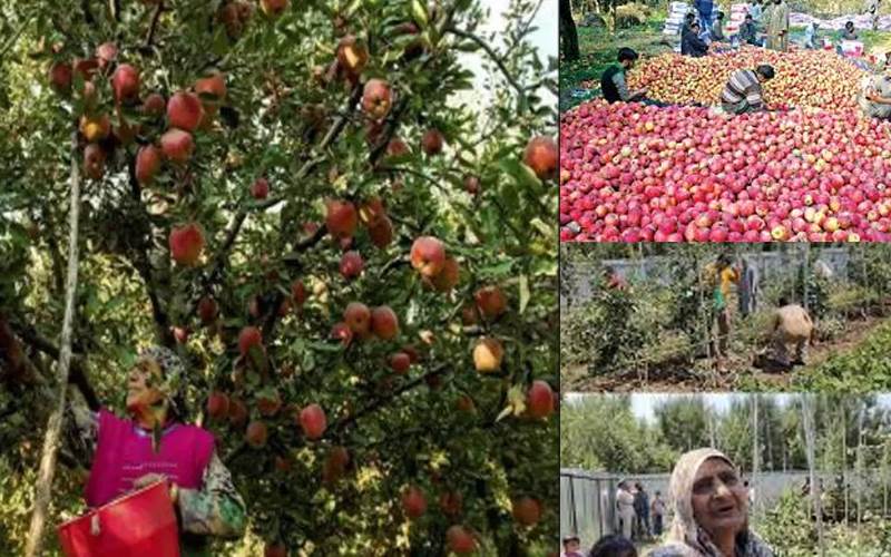 شوپیاں میں سیب کے باغات کو نقصان کا معاملہ، ایگرو کیمیکل ڈیلرز نے غیر جانبدارانہ سائنسی تحقیقات کا مطالبہ کر دیا